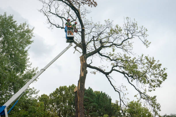 Trusted Lake Wynonah, PA Tree Services Experts