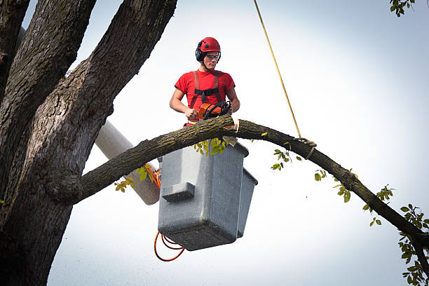 Tree and Shrub Care in Lake Wynonah, PA