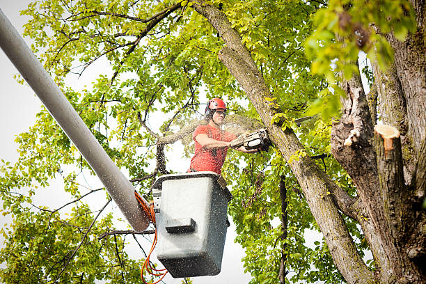 Best Hedge Trimming  in Lake Wynonah, PA